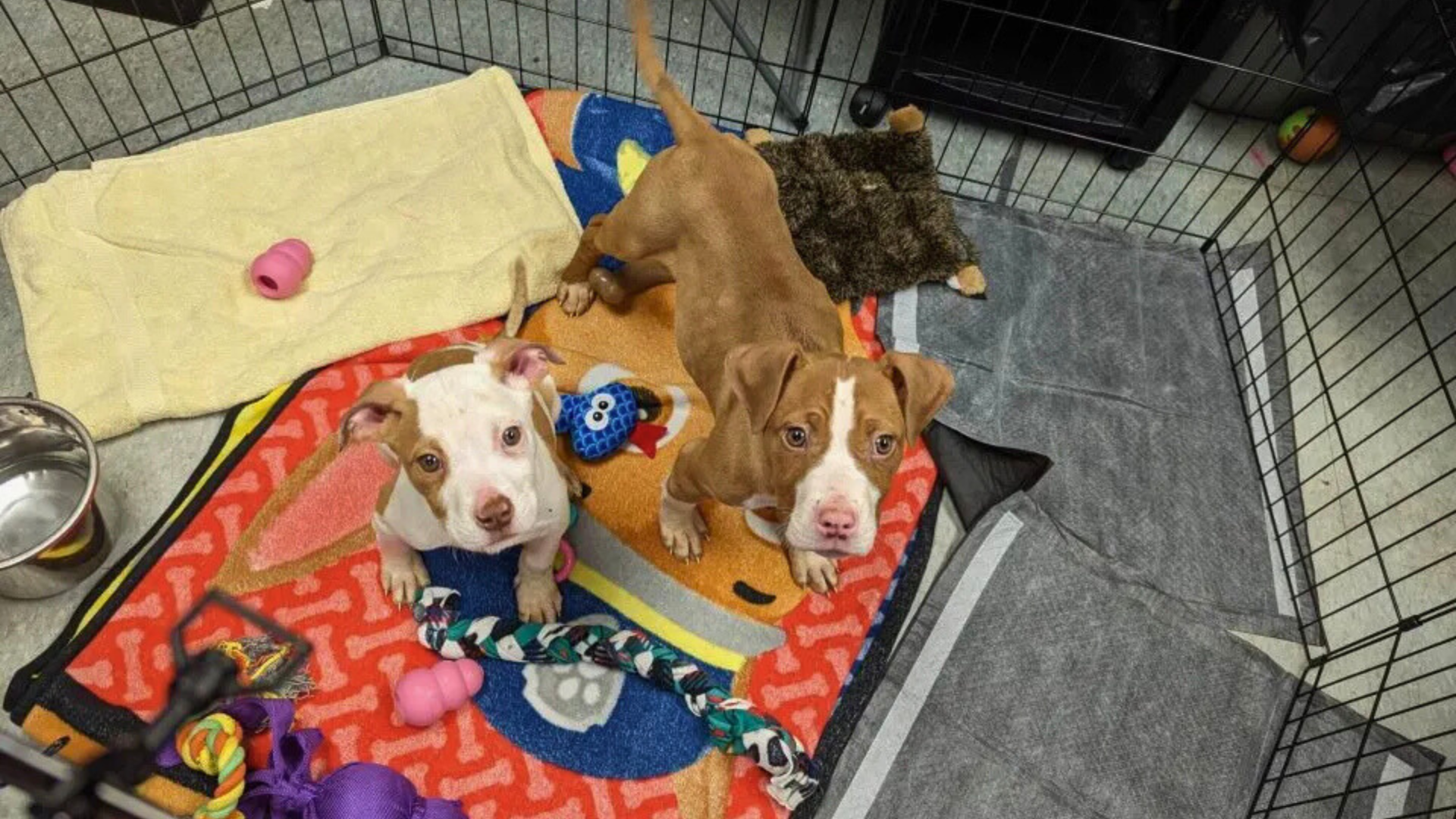 two puppies in cage
