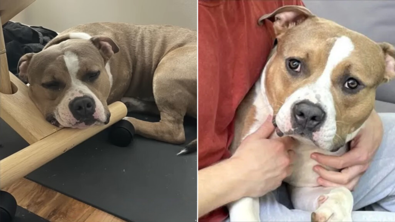 person holding dog