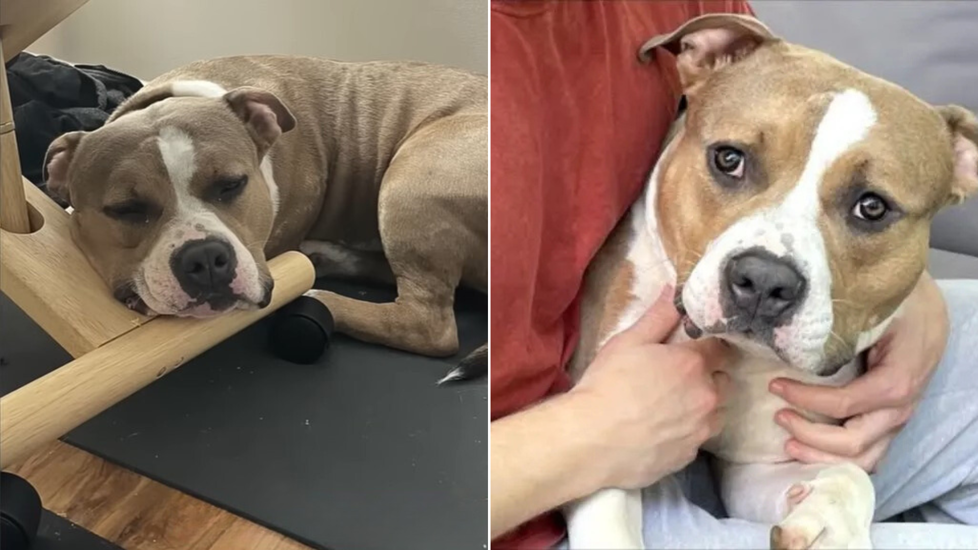 person holding dog