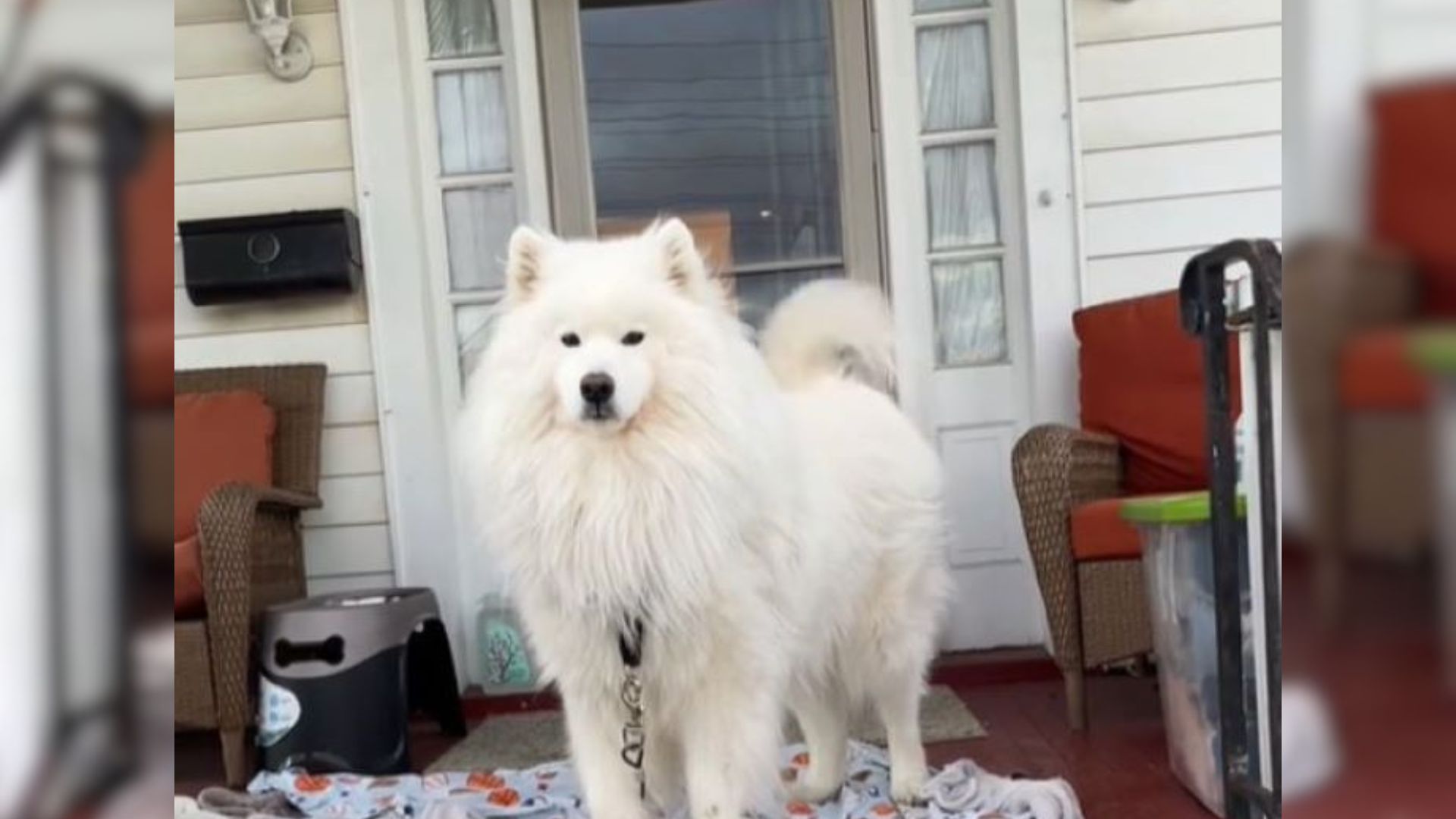 senior white dog