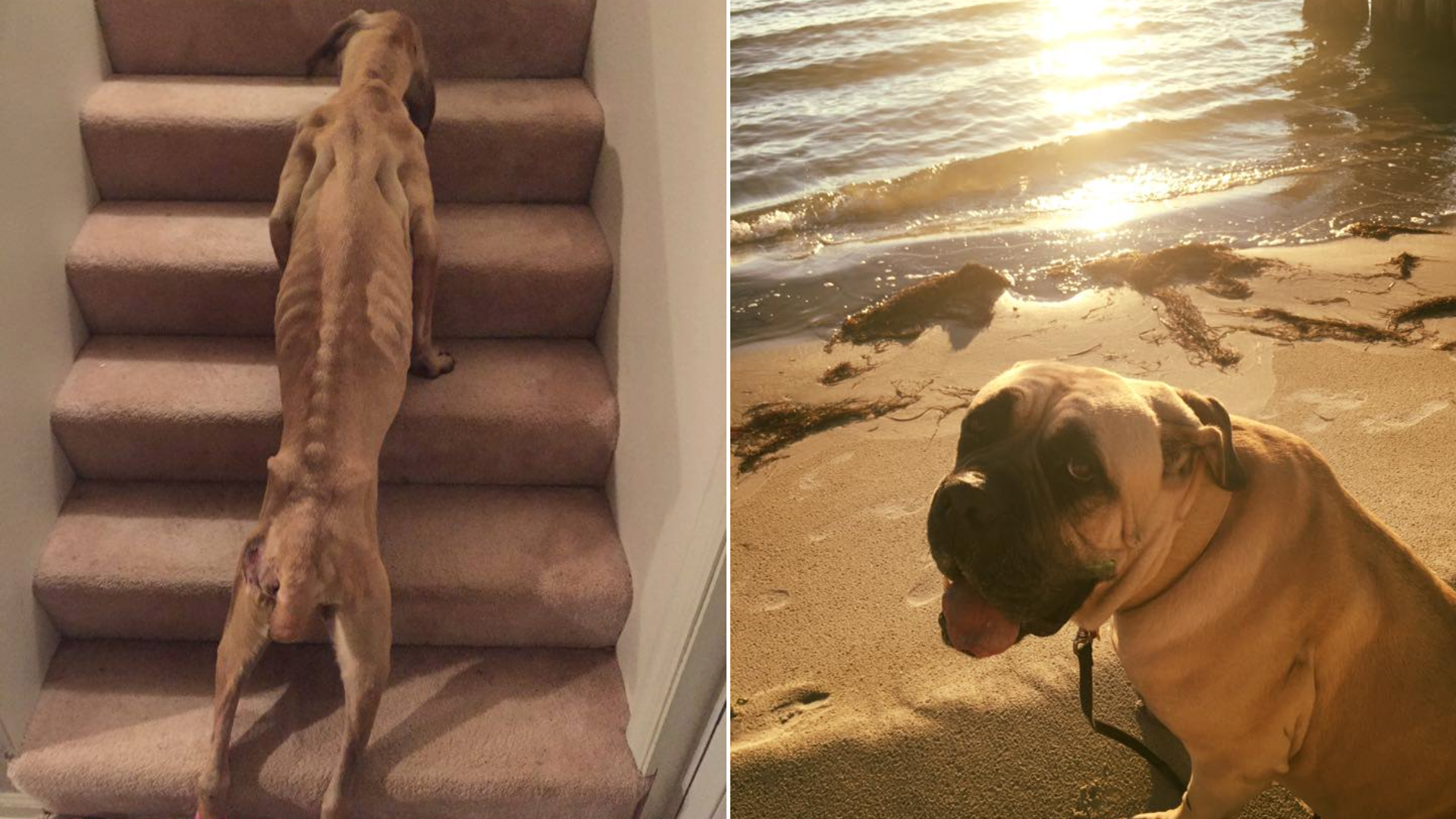 dog before and after