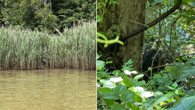 wounded eagle in reeds