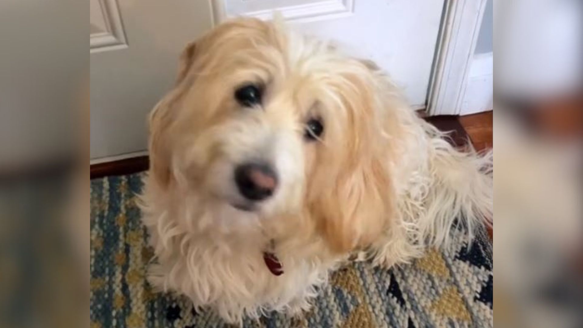cute senior dog