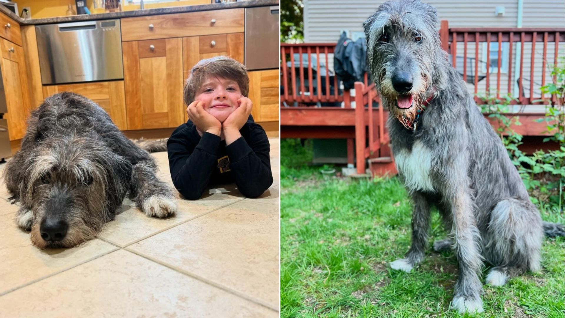 dog and kid