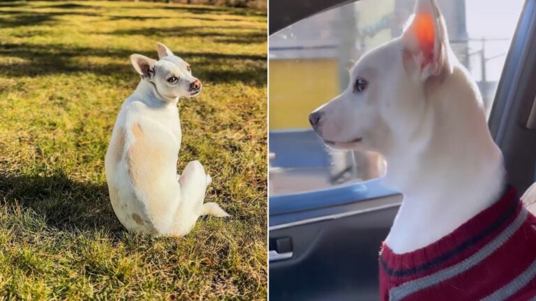 cute white dog