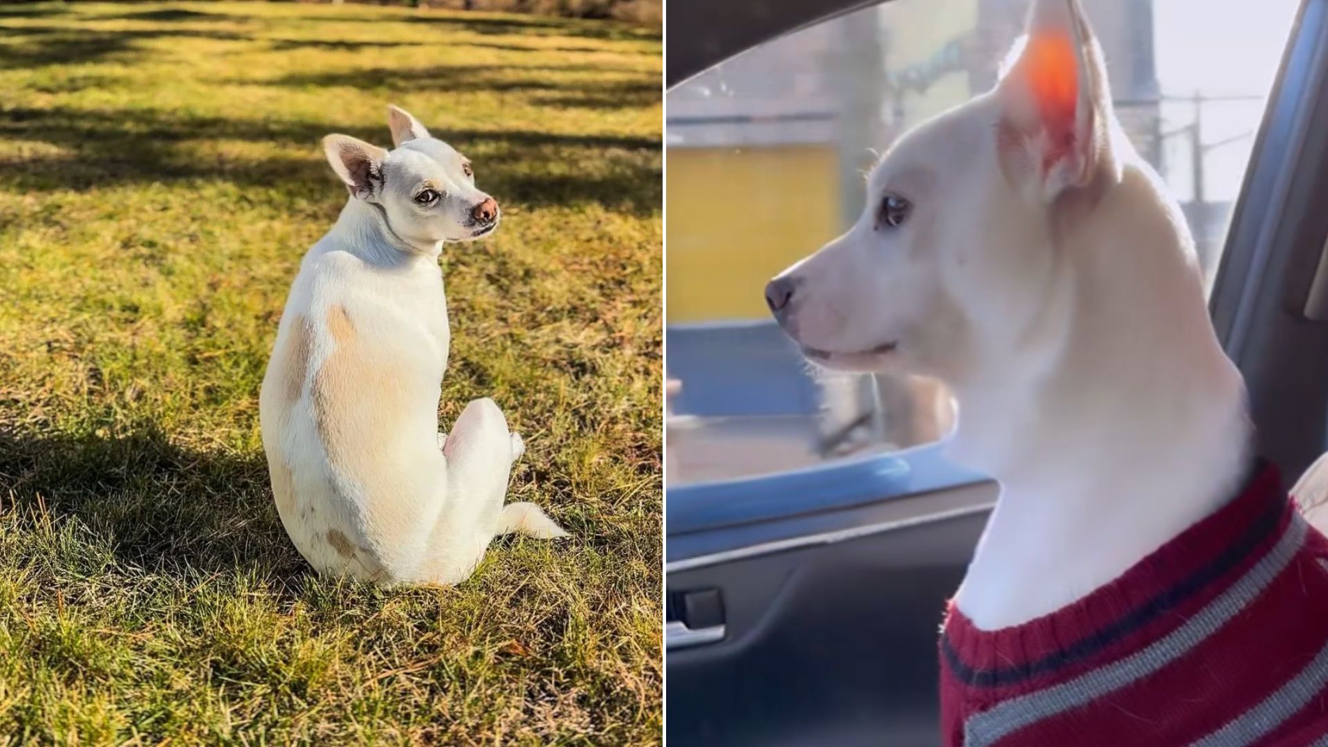 cute white dog