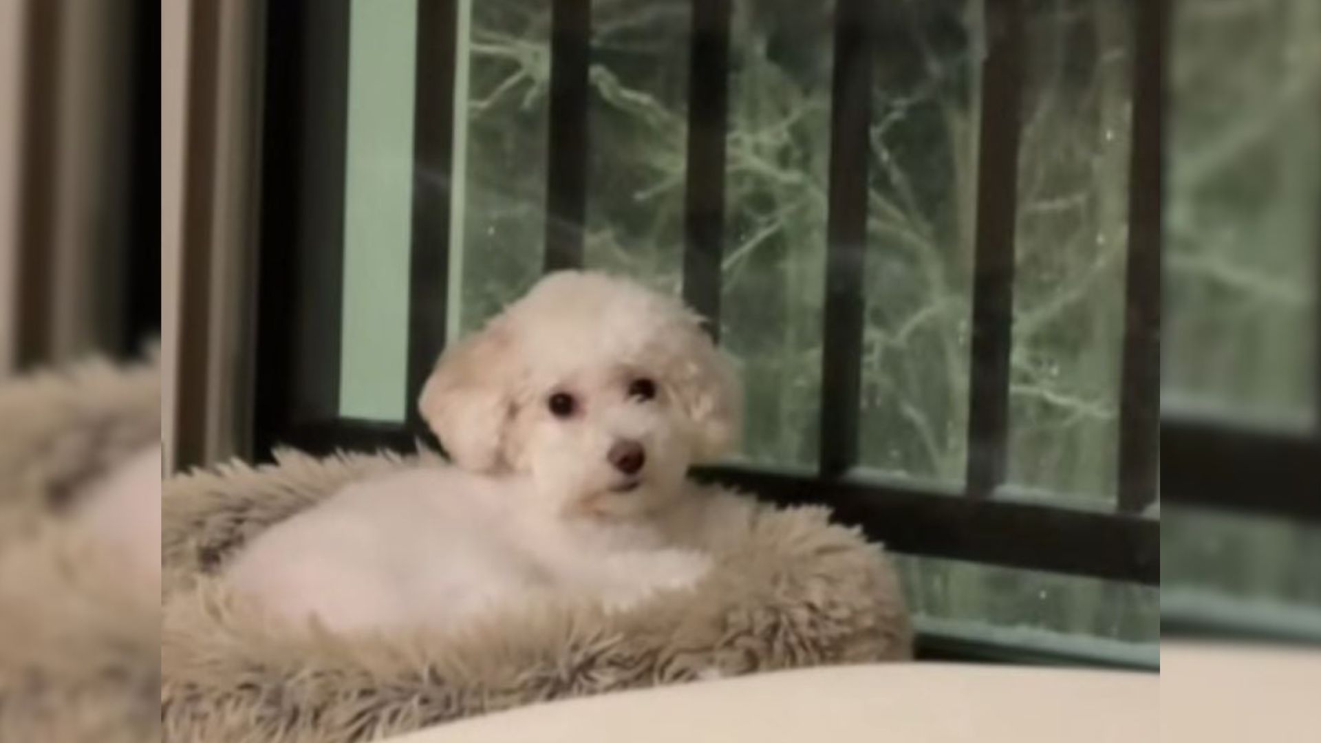 gorgeous white dog