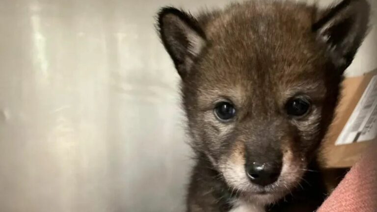 cute tiny animal