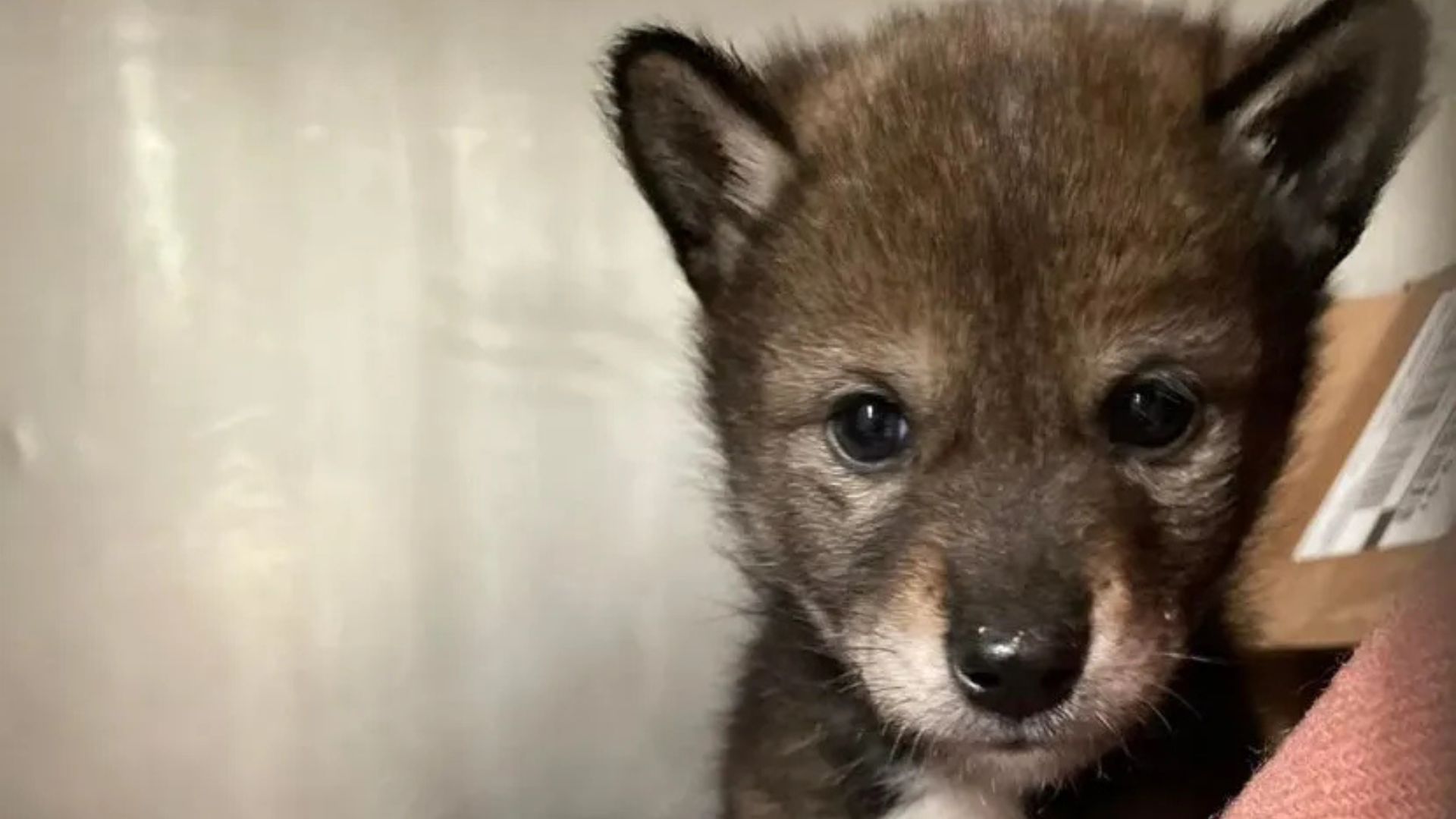 cute tiny animal