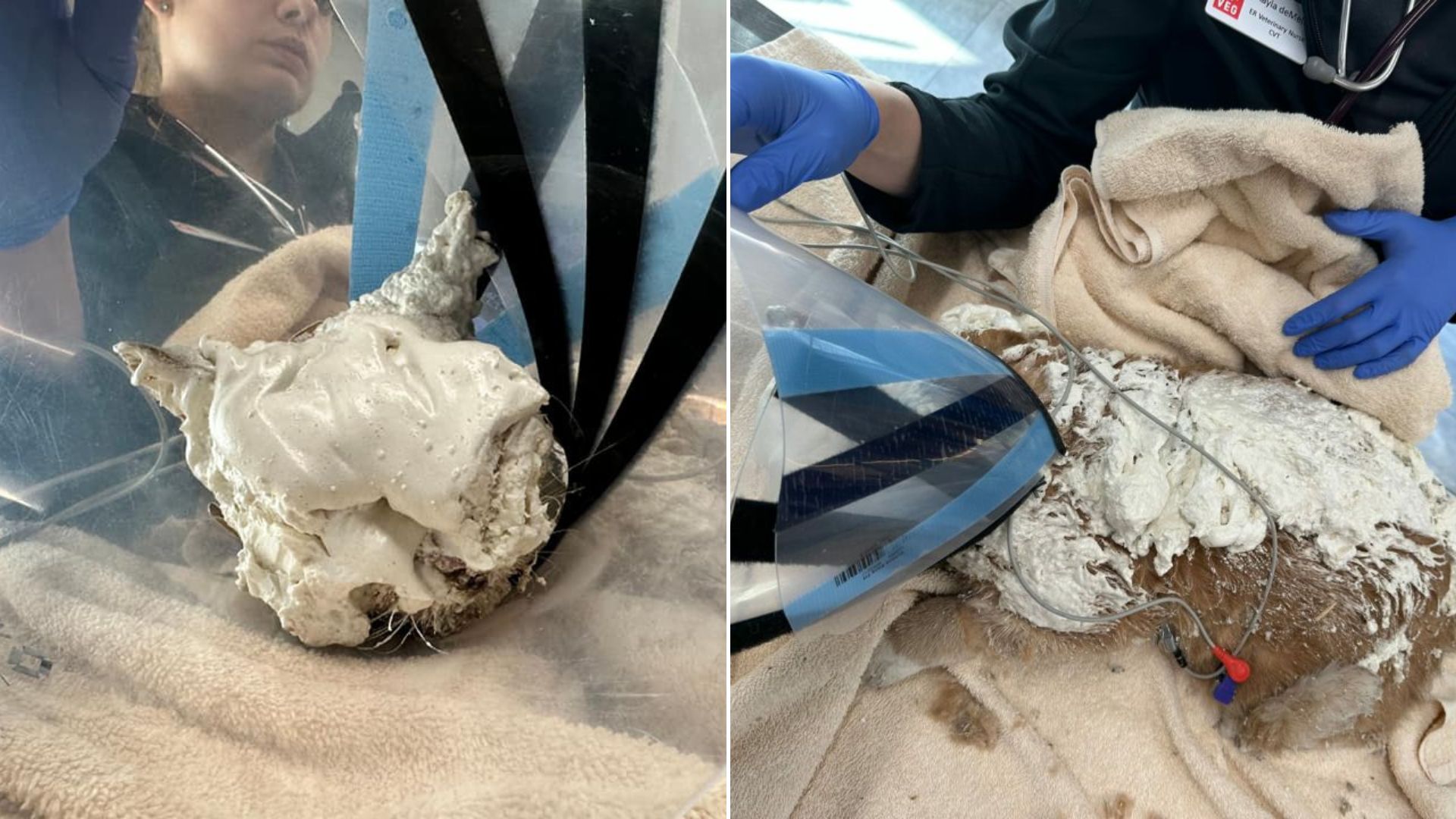 animal in critical situation