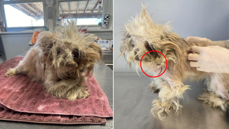 matted tiny dog