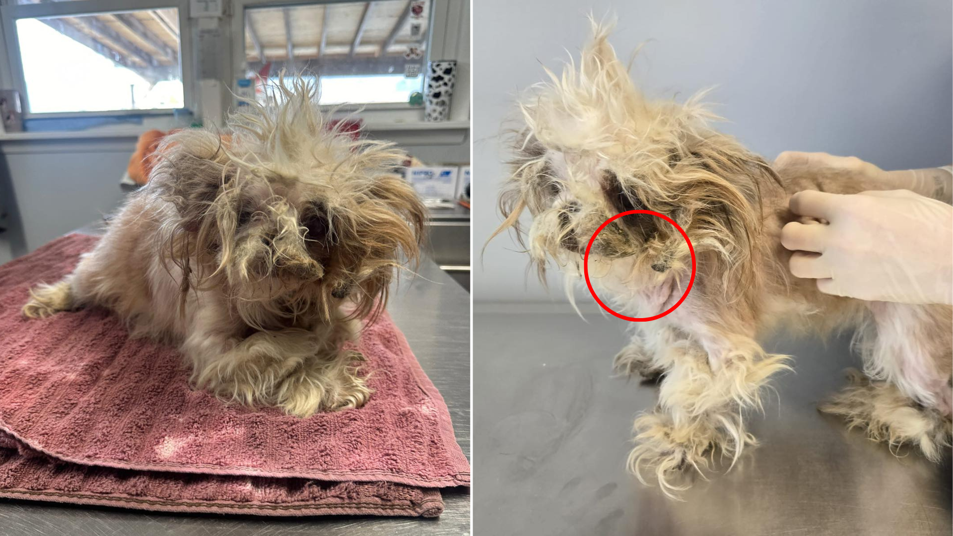 matted tiny dog