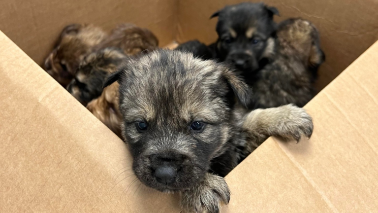 box of puppies