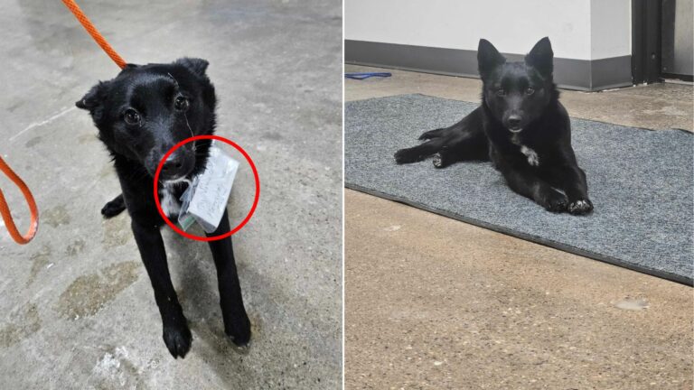 dog in parking lot