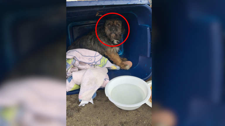 dog in a box