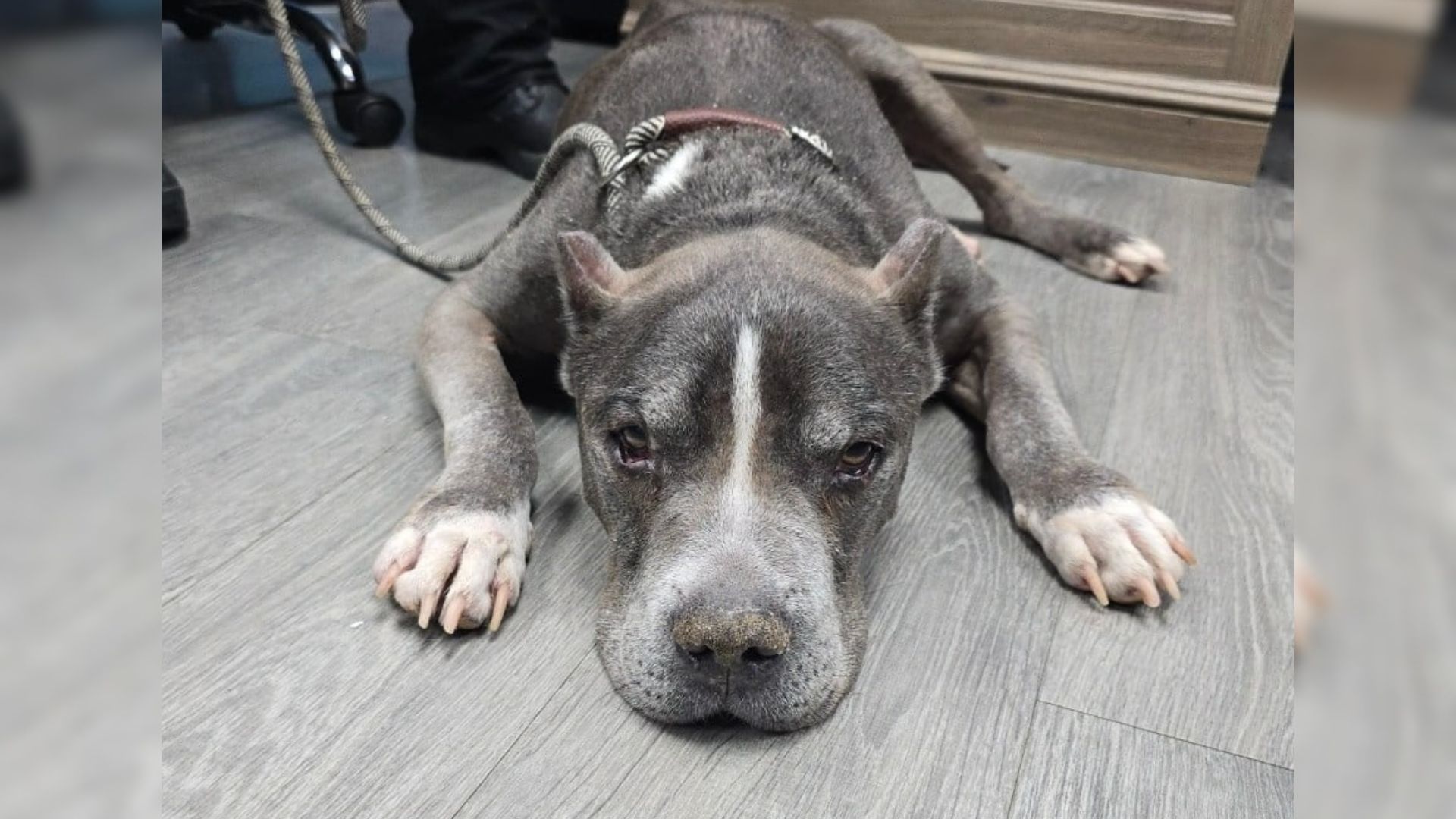 gray dog laying down