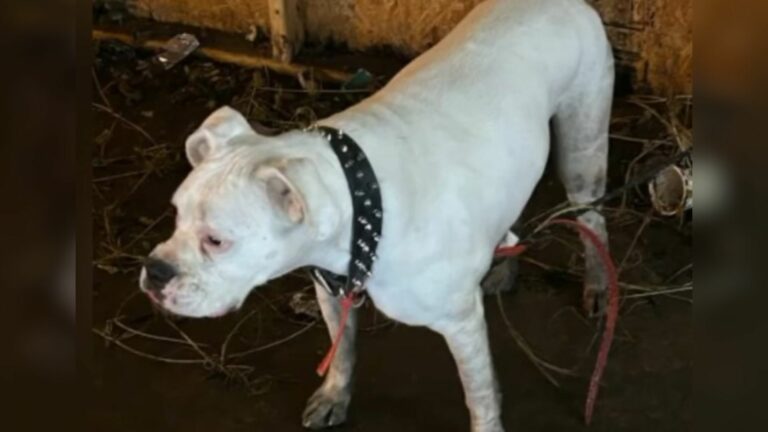 sad senior dog