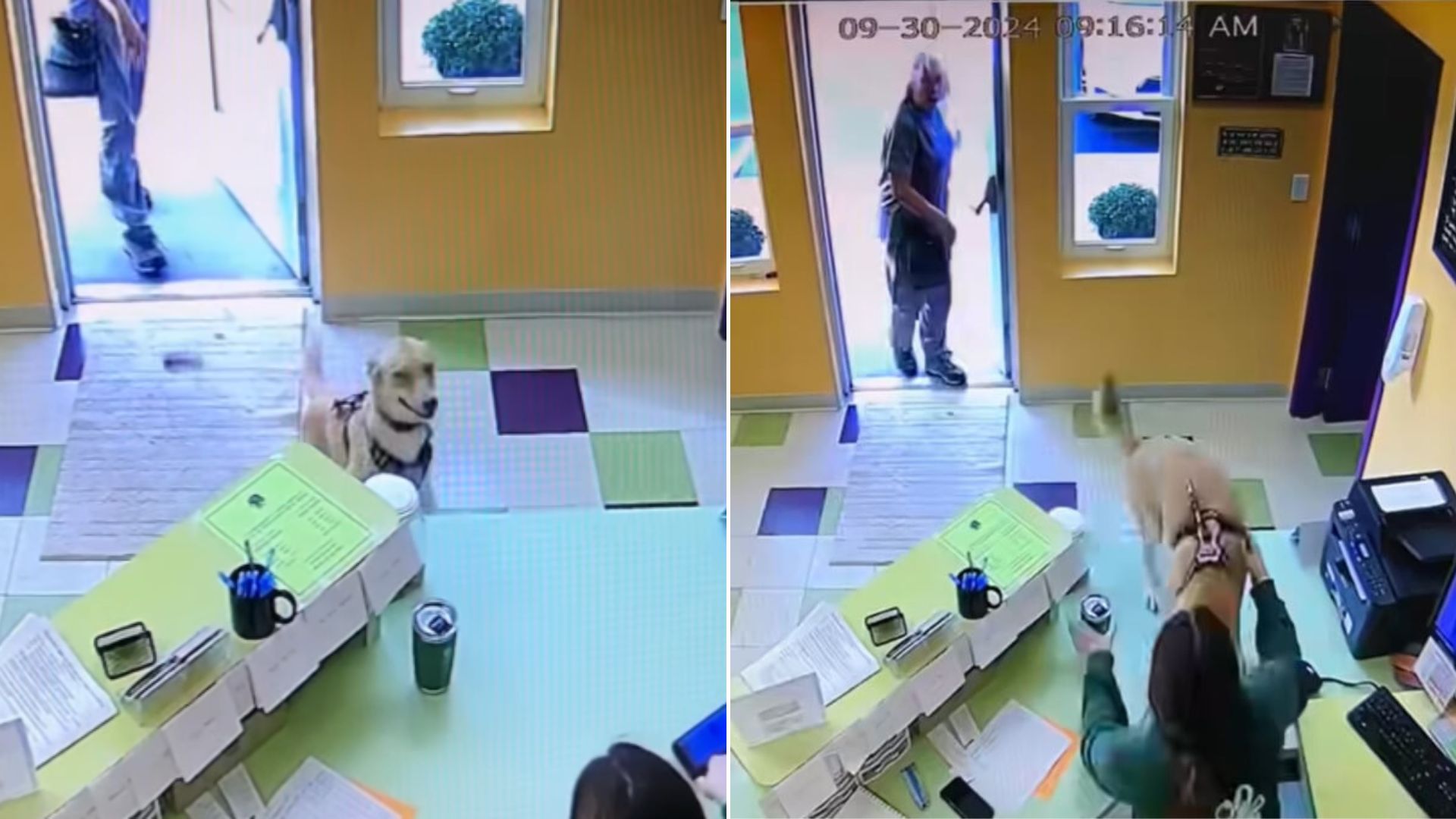 dog in daycare