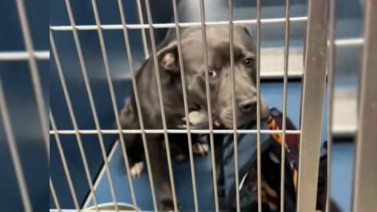 sad dog in kennel