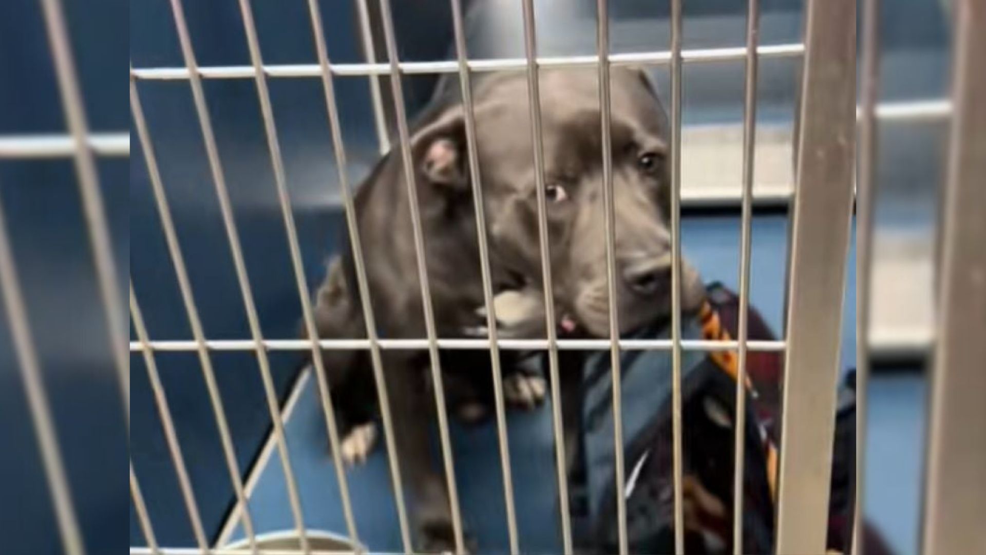 sad dog in kennel