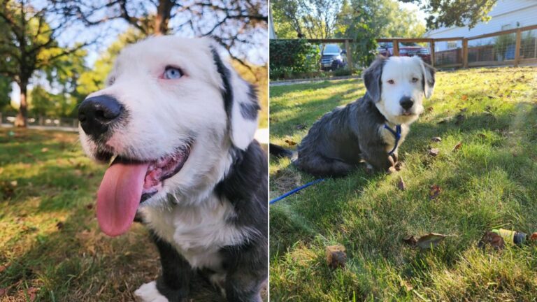 very happy dog