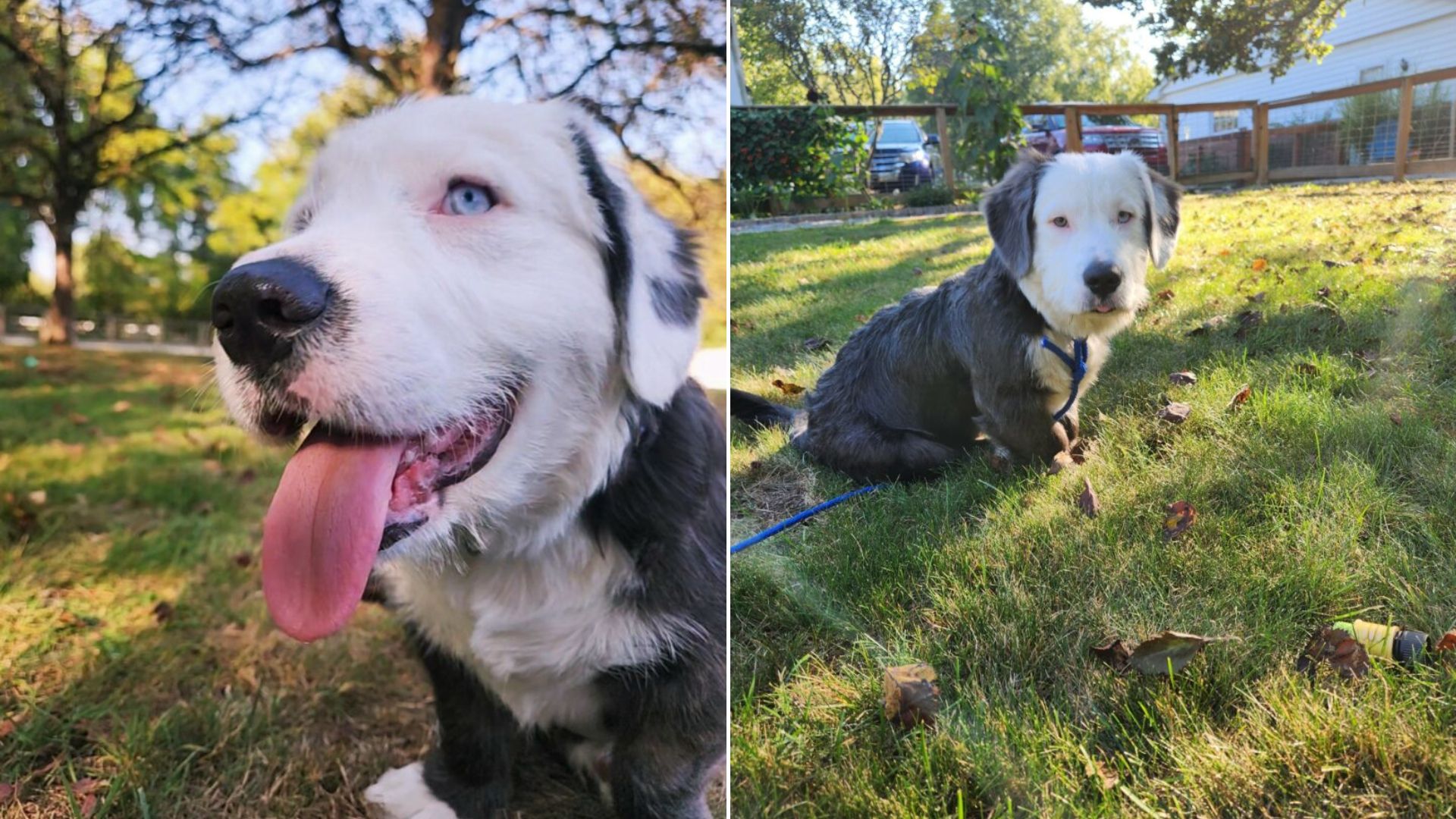 very happy dog