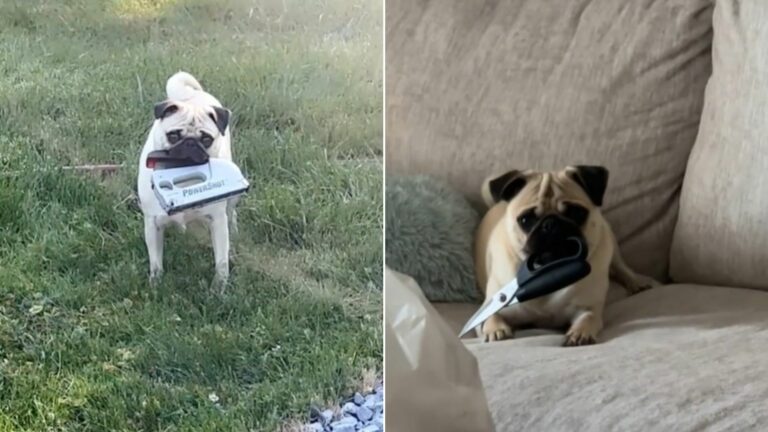 dog on couch