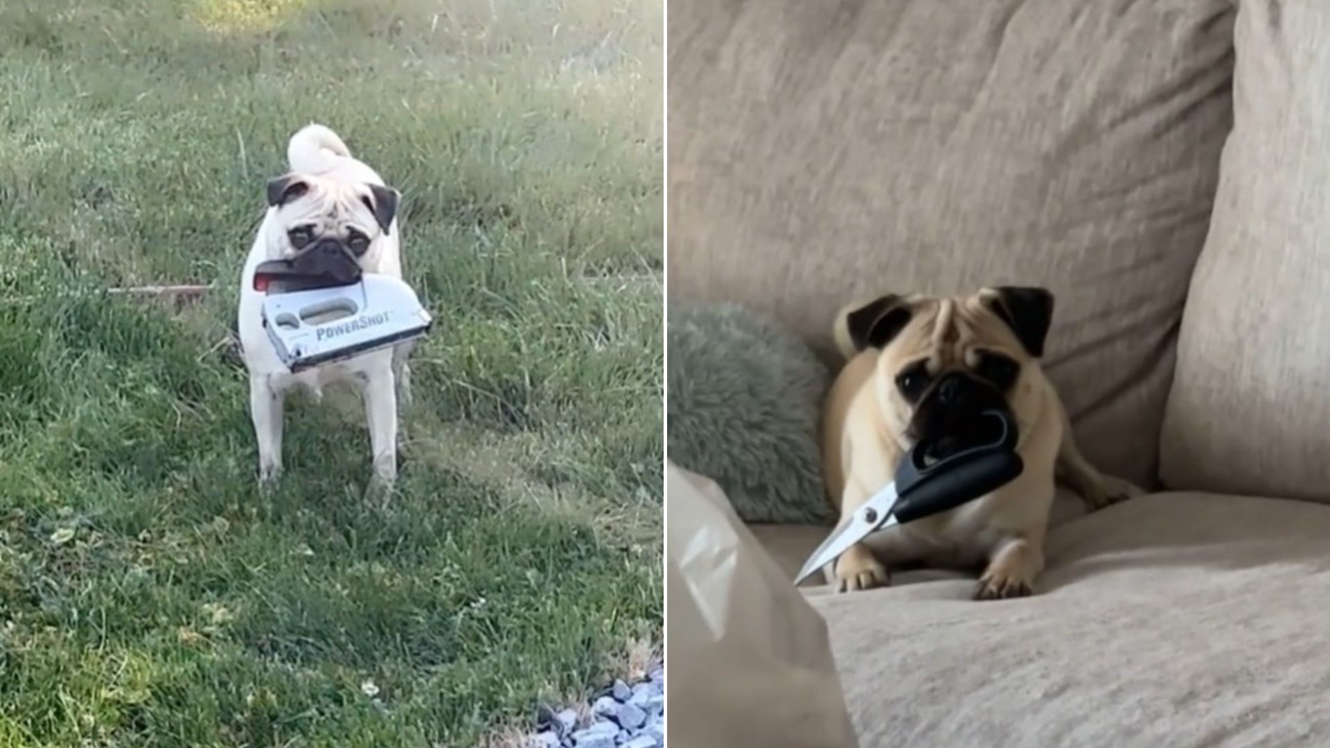 dog on couch