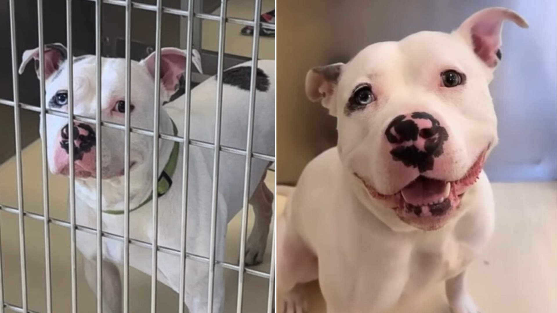shelter dog