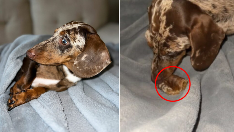 dachshund hiding food