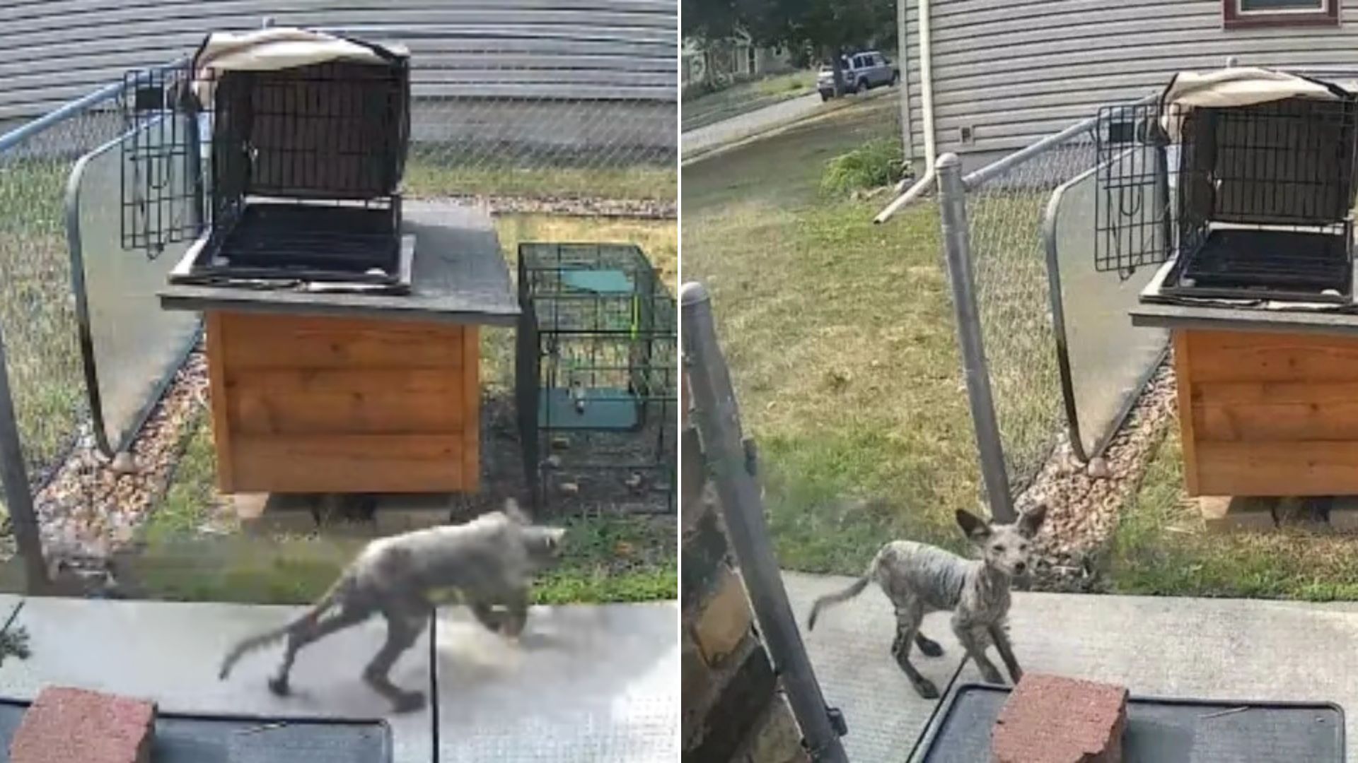 wild animal running in yard