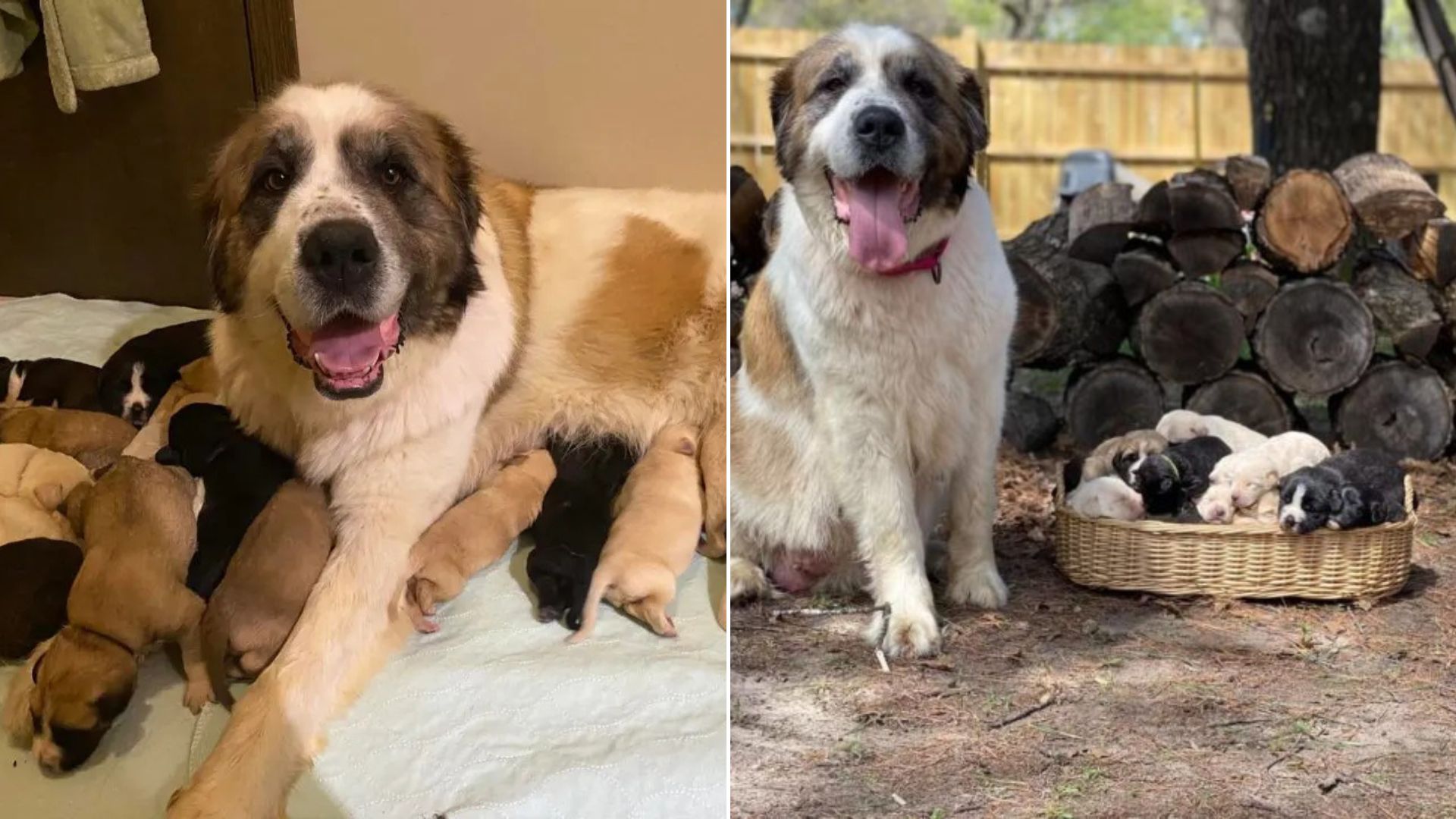mother dog and many puppies