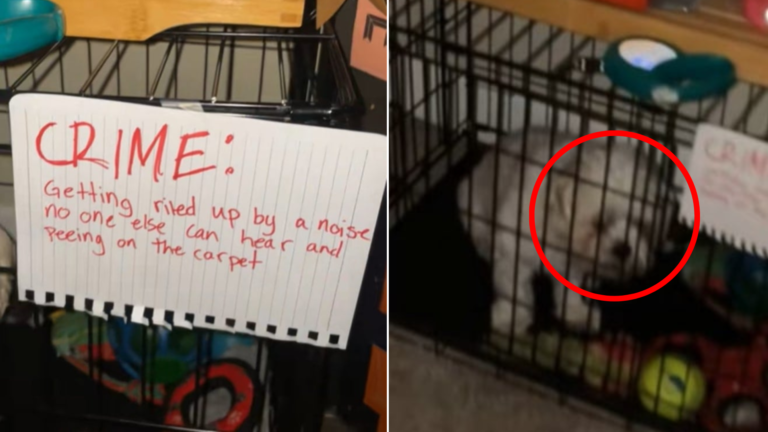 dog on time out