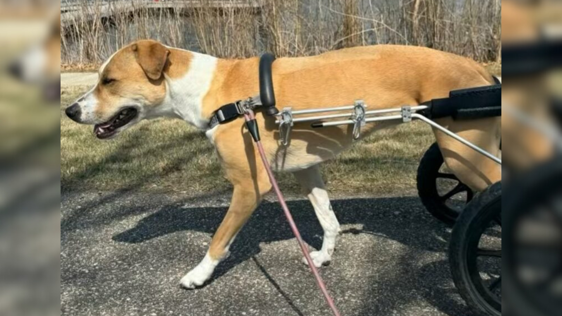 dog in a wheelchair