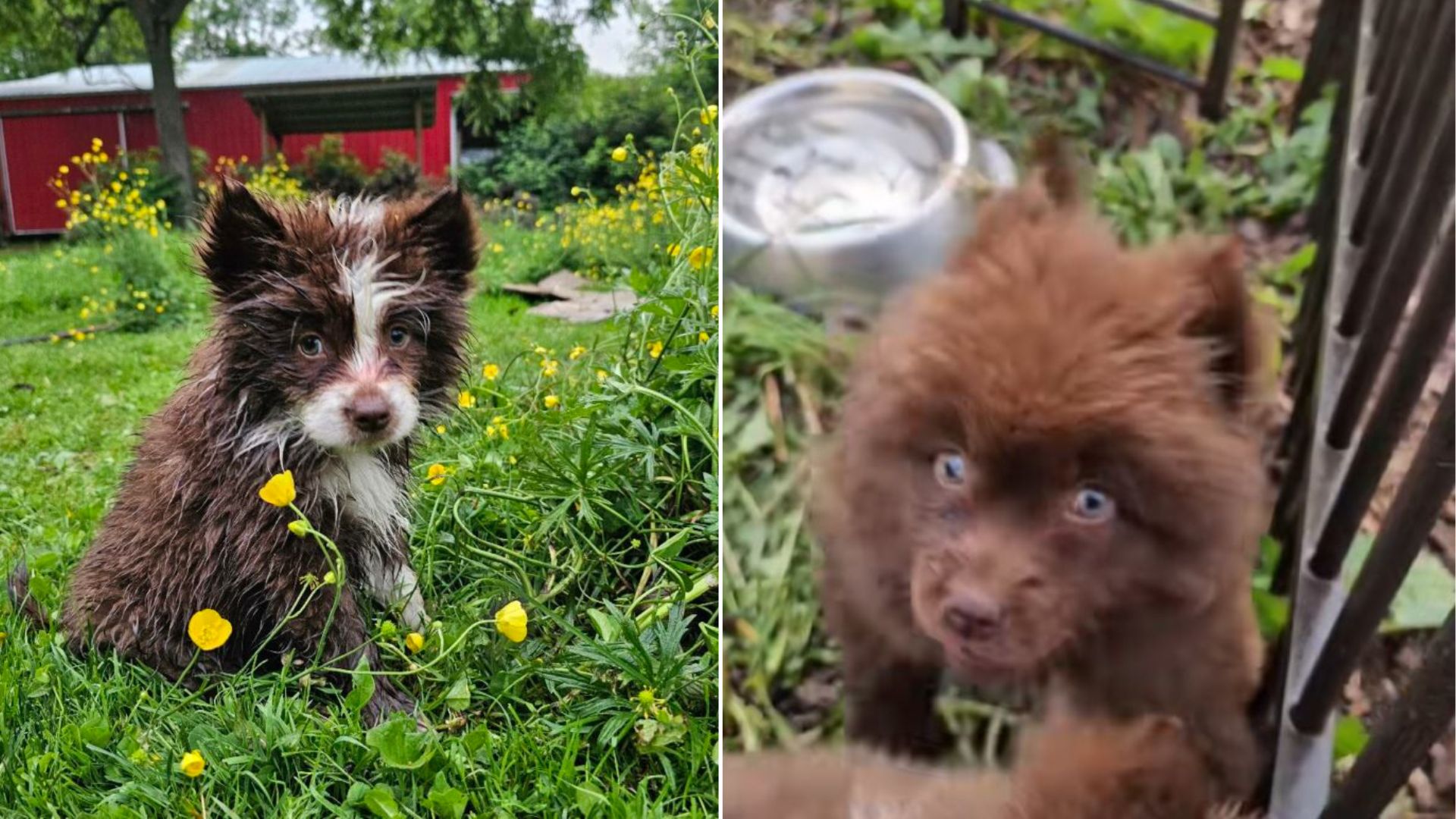 cute brown puppy