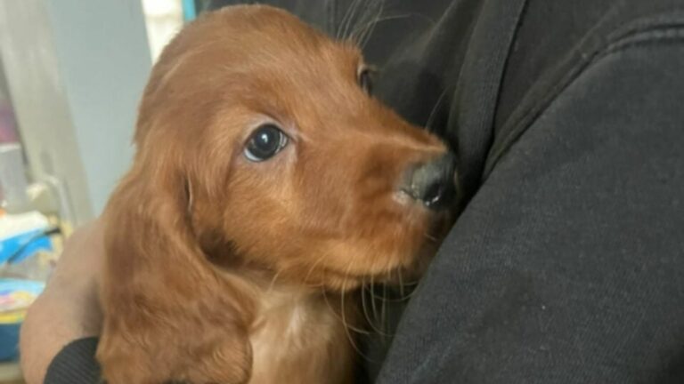 cute brown dog