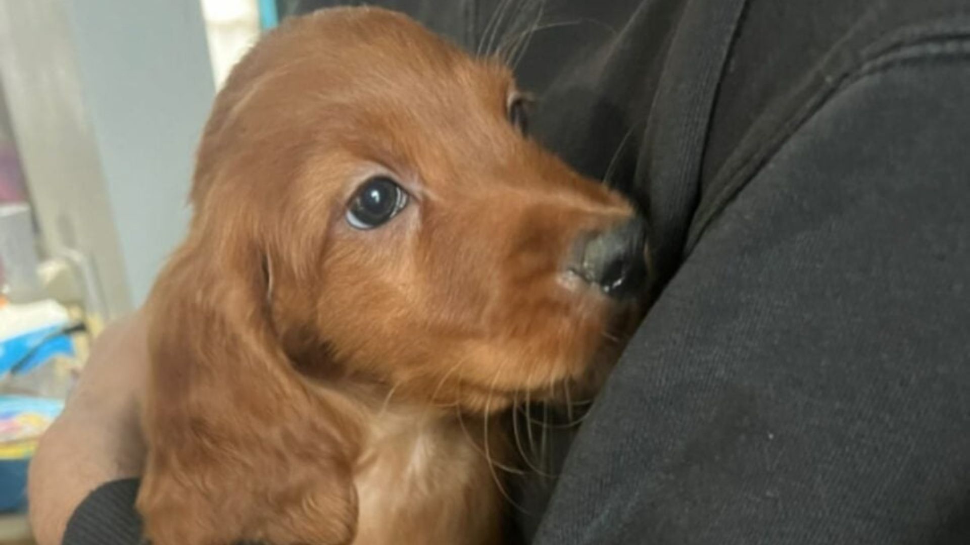 cute brown dog