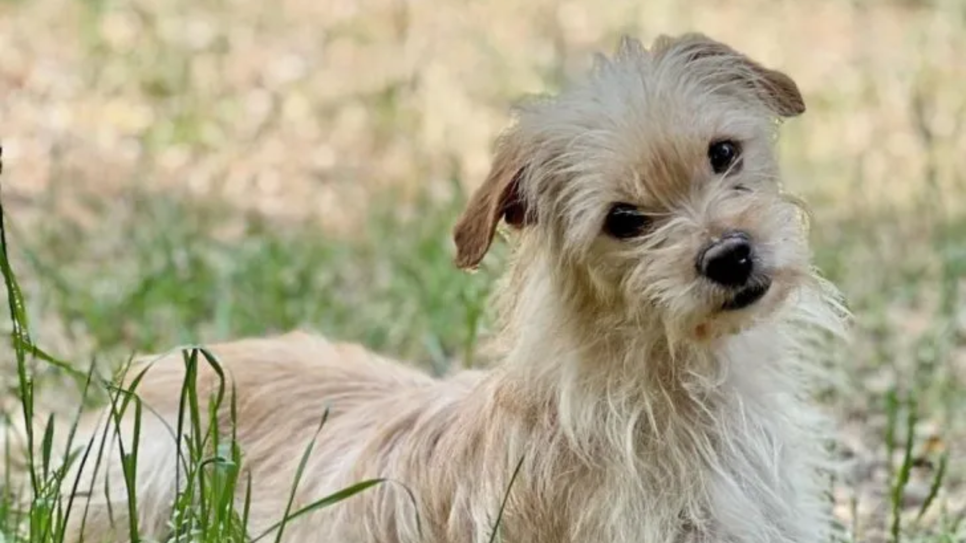 fluffy white dog