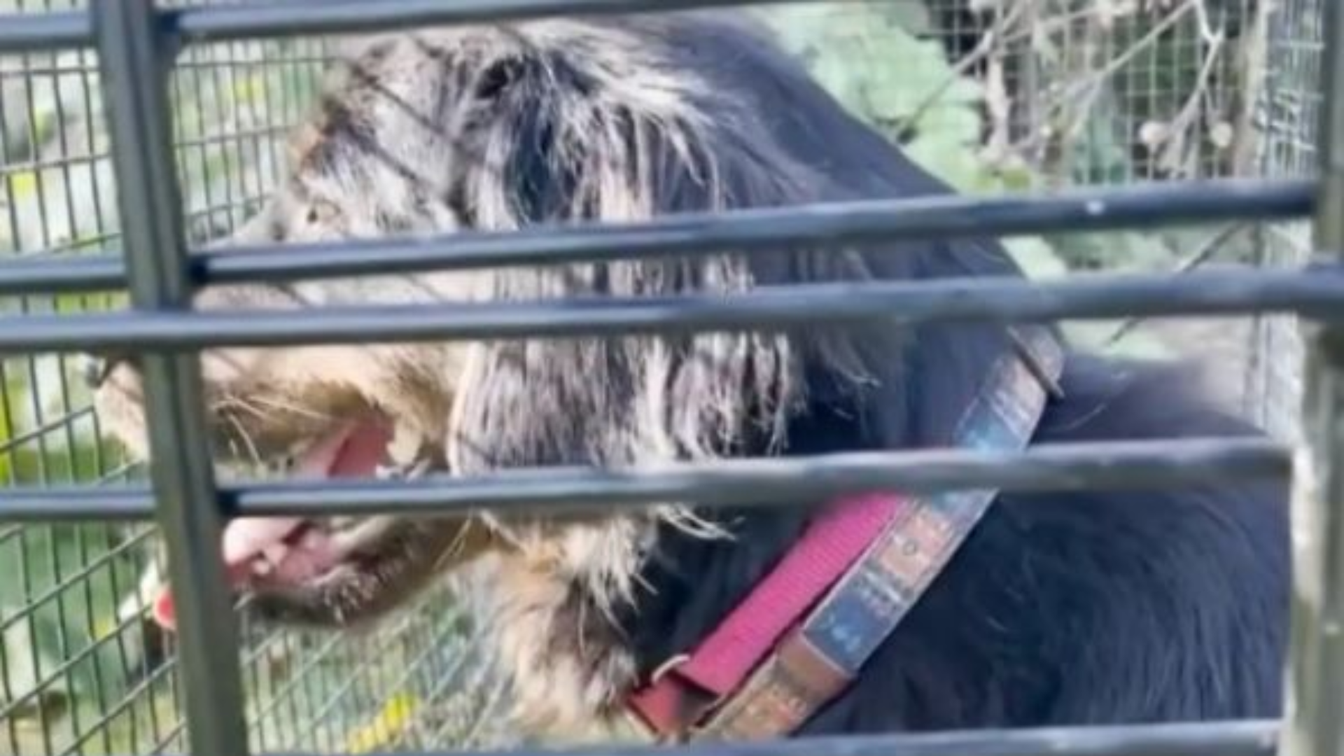 dog in a cage looking out