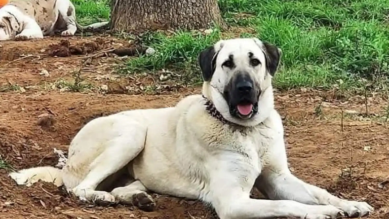 dog sitting on ground