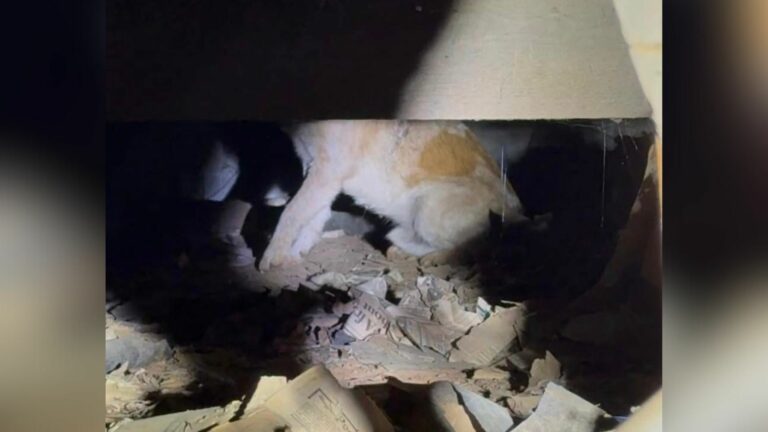 dog under a house