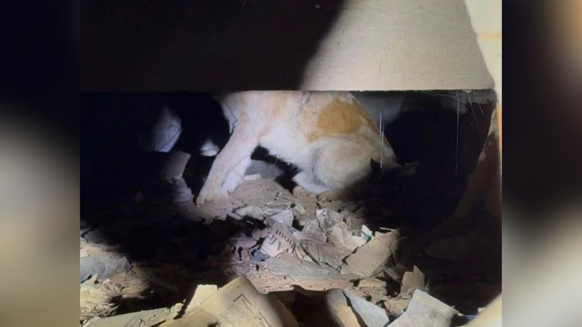 dog under a house