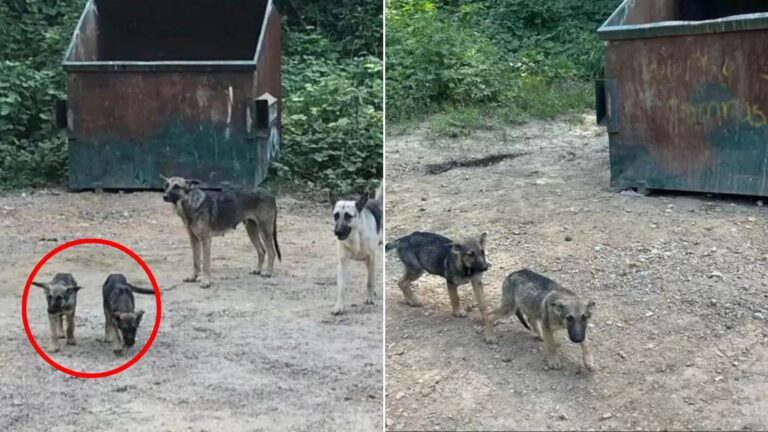 german shepherd family