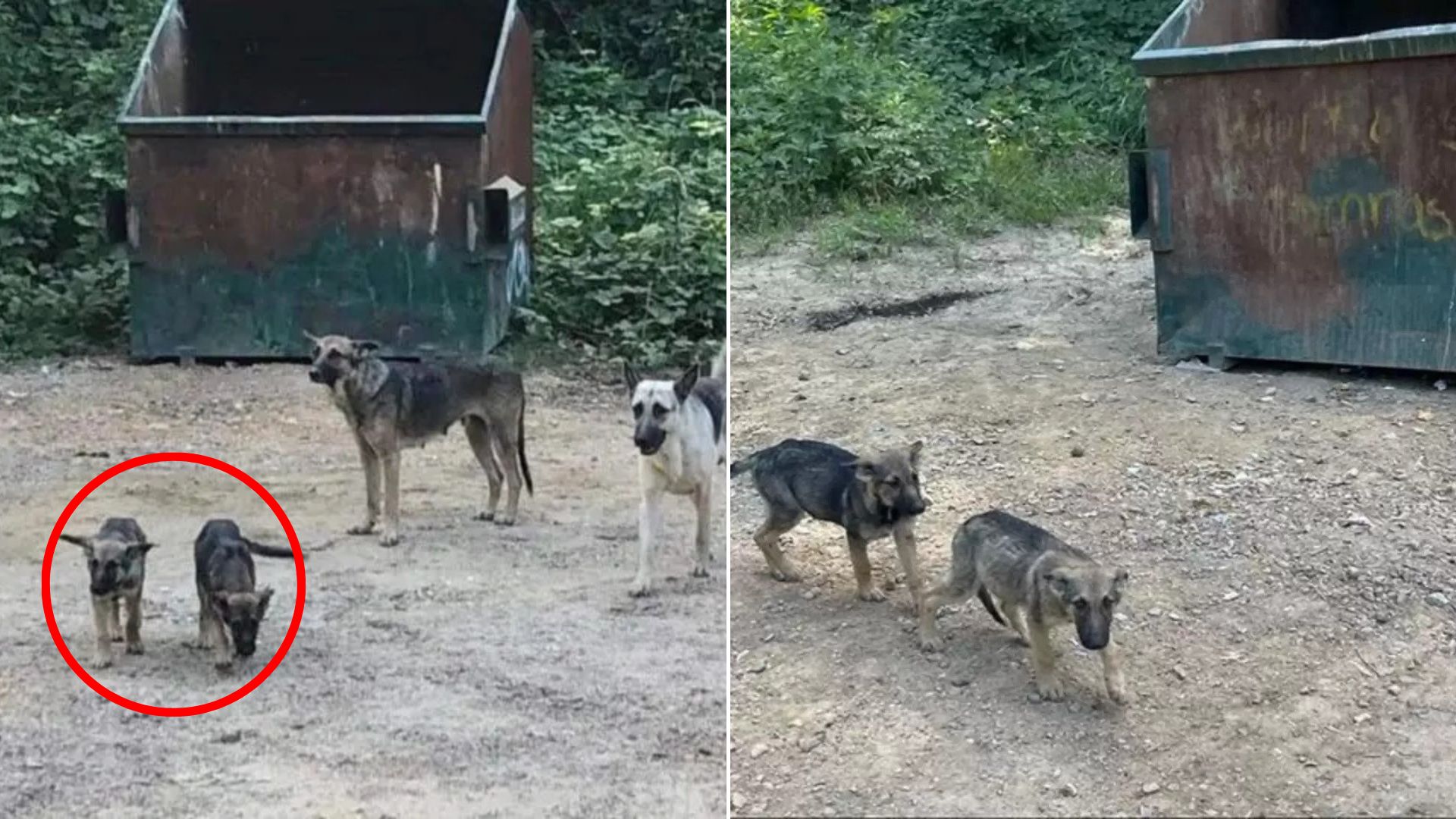 german shepherd family
