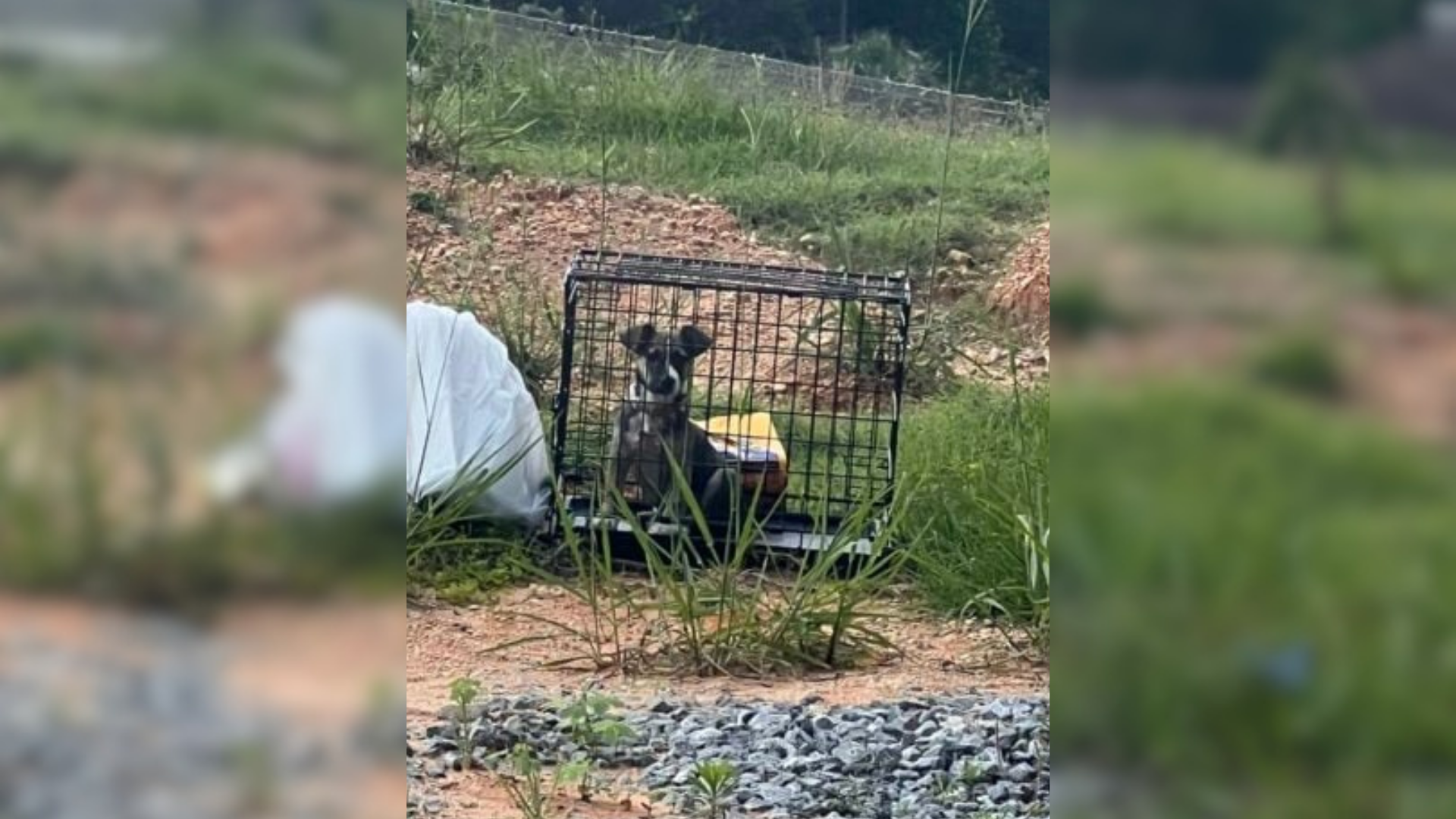 dog in cage