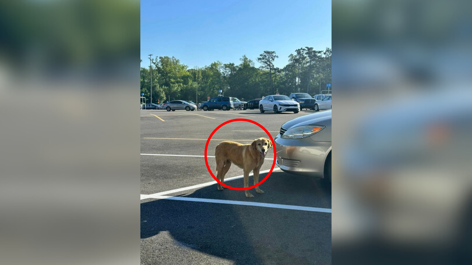 stray dog on parking lot