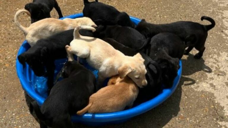 many tiny puppies