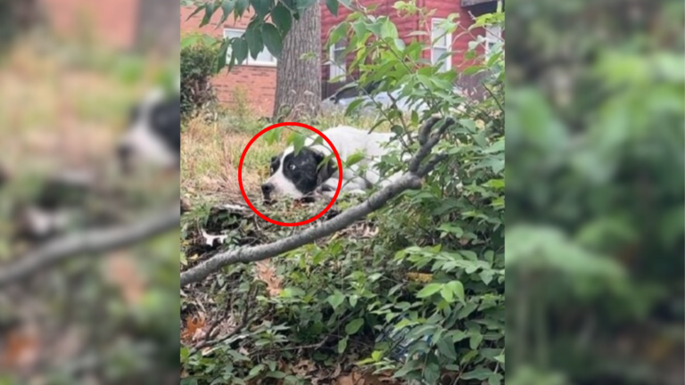 dog among trees