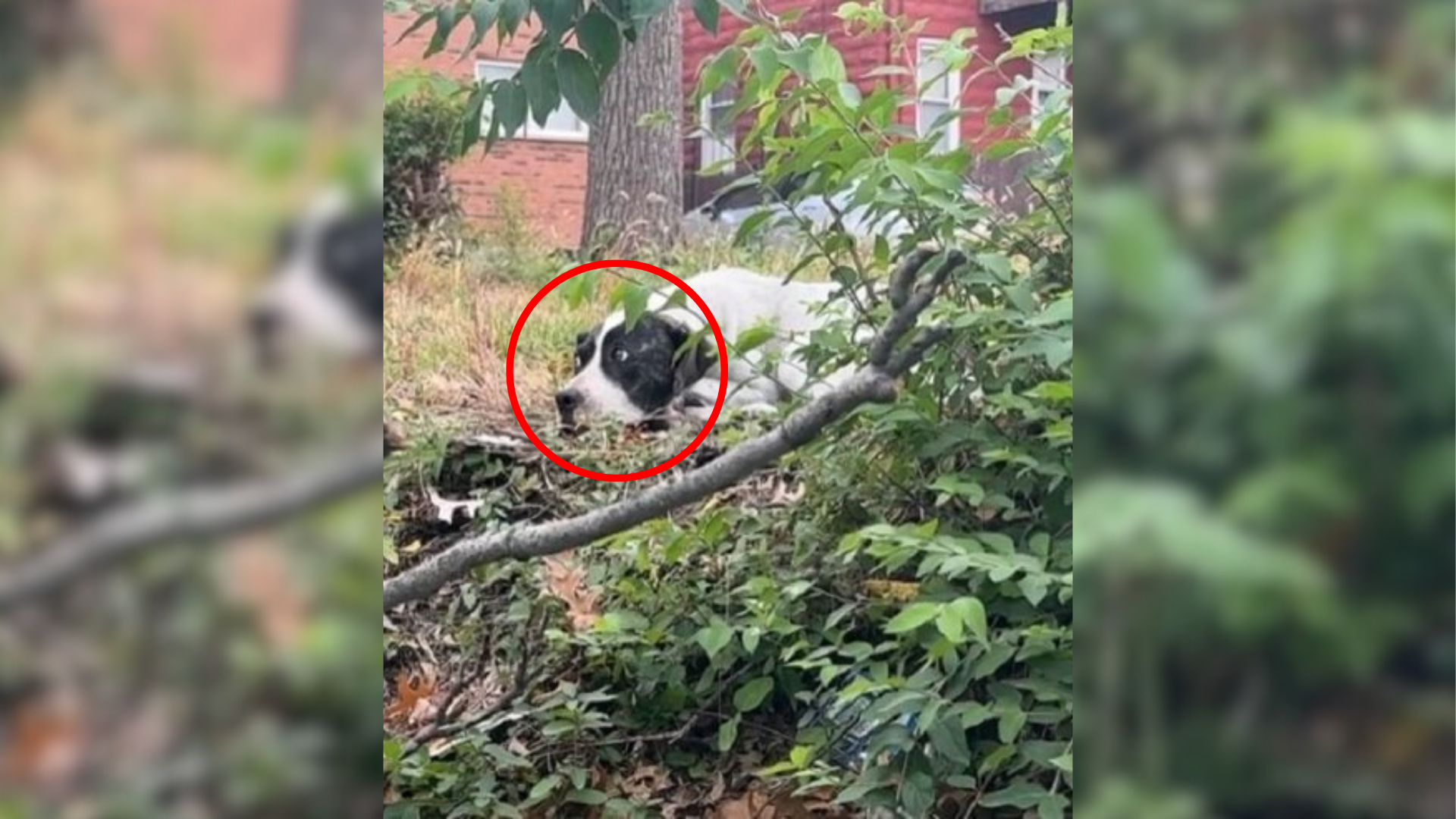 dog among trees
