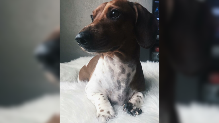 dachshund dog